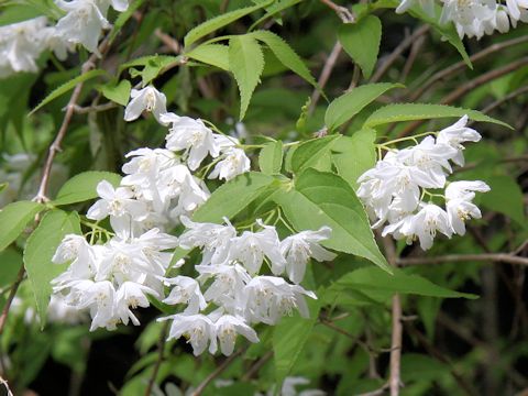 Deutzia gracilis