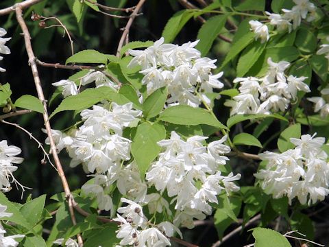 Deutzia gracilis