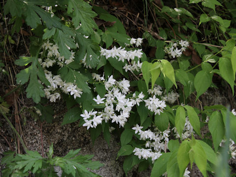 Deutzia gracilis