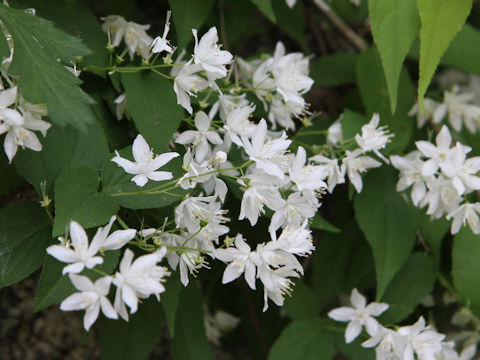 Deutzia gracilis