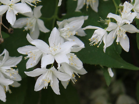 Deutzia gracilis