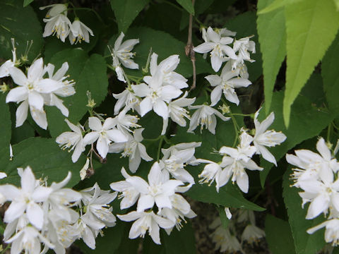 Deutzia gracilis