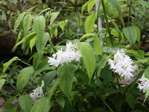 Deutzia gracilis