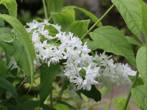 Deutzia gracilis