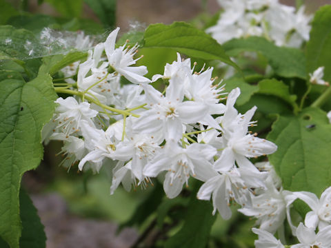 Deutzia gracilis