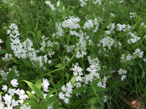 Deutzia gracilis