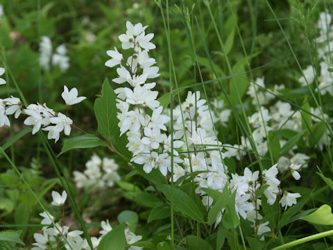 Deutzia gracilis