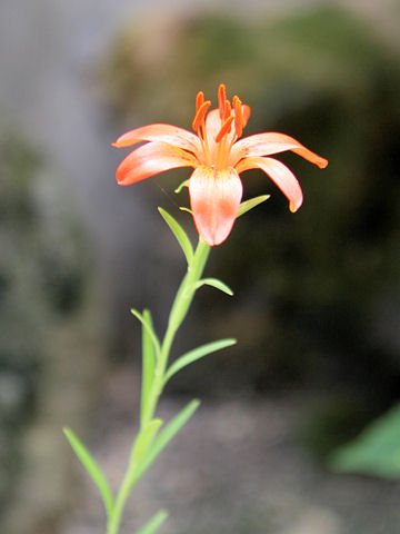 Lilium concolor