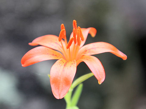 Lilium concolor