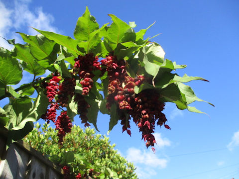 Leycesteria formosa