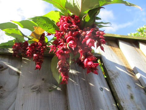 Leycesteria formosa