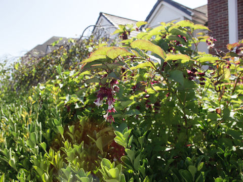 Leycesteria formosa