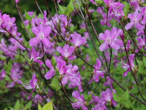 Rhododendron nudipes var. gracilescens