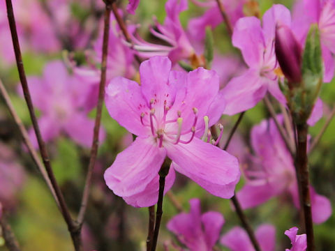 Rhododendron nudipes var. gracilescens