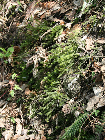 Selaginella shakotanensis