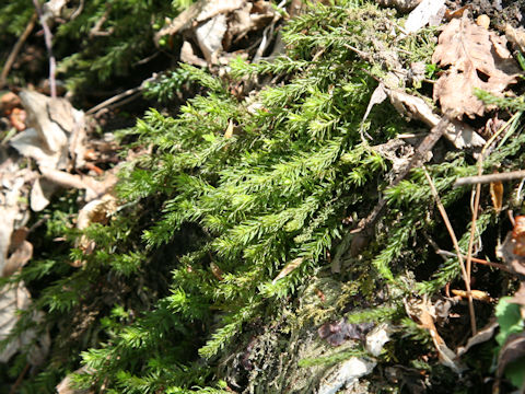 Selaginella shakotanensis