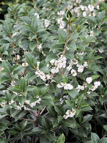 Osmanthus x fortunei