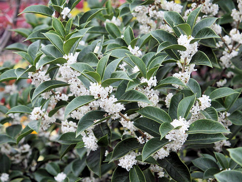 Osmanthus x fortunei