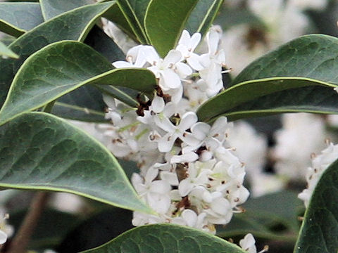 Osmanthus x fortunei