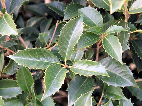 Osmanthus x fortunei