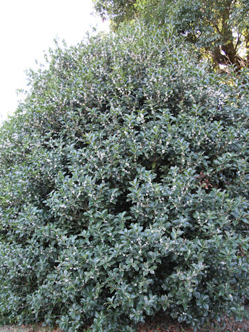 Osmanthus x fortunei