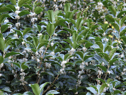 Osmanthus x fortunei