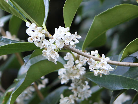 Osmanthus x fortunei