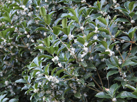 Osmanthus x fortunei