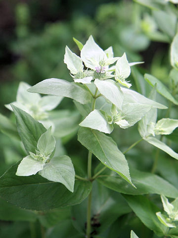 Pycnanthemum muticum