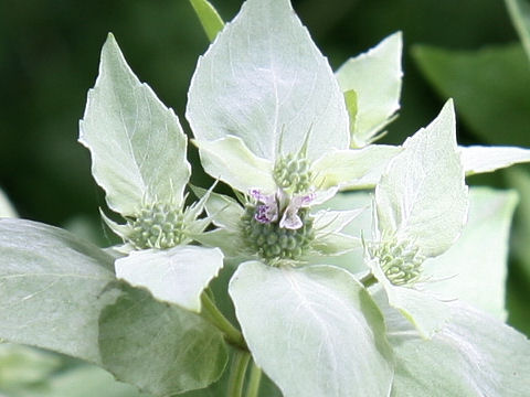 ヒロハマウンテンミント Pycnanthemum Muticum