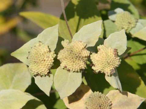 ヒロハマウンテンミント Pycnanthemum Muticum