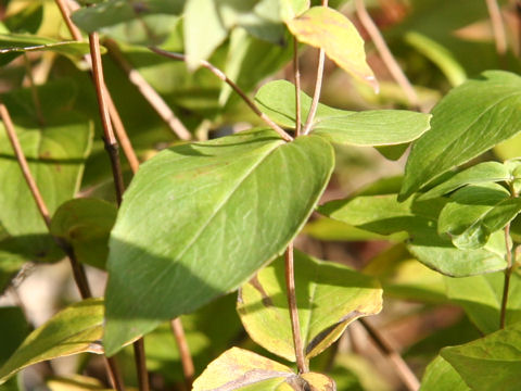 Pycnanthemum muticum