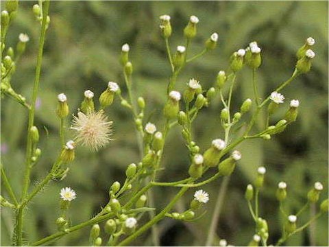 Erigeron canadensis