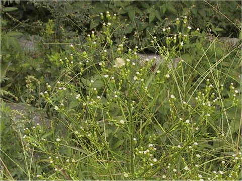 Erigeron canadensis