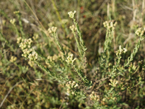 Erigeron canadensis