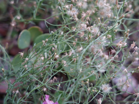 Erigeron canadensis