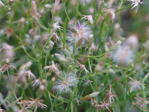 Erigeron canadensis