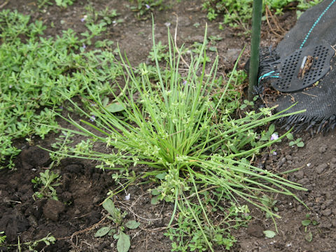 Cyperus flaccidus