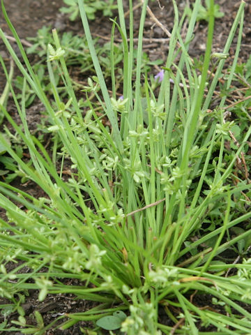 Cyperus flaccidus