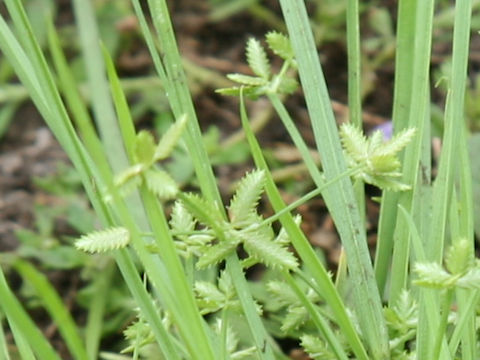 Cyperus flaccidus