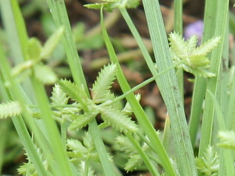 Cyperus flaccidus