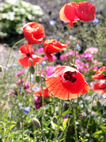 Papaver rhoeas