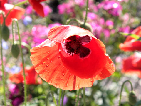 ヒナゲシ (Papaver rhoeas)