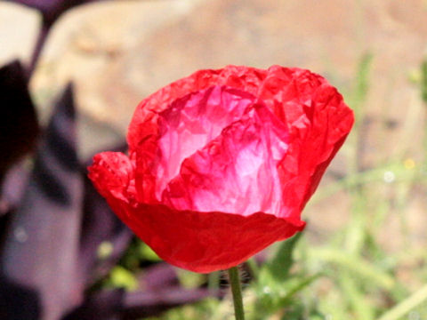 Papaver rhoeas