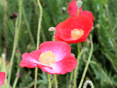 ヒナゲシ (Papaver rhoeas)