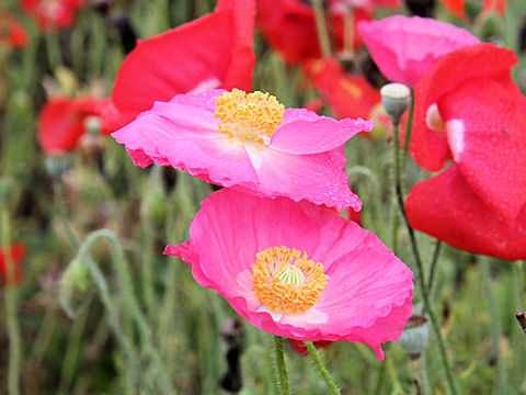 Papaver rhoeas