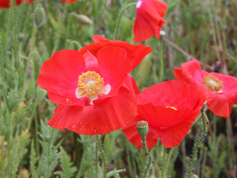 Papaver rhoeas