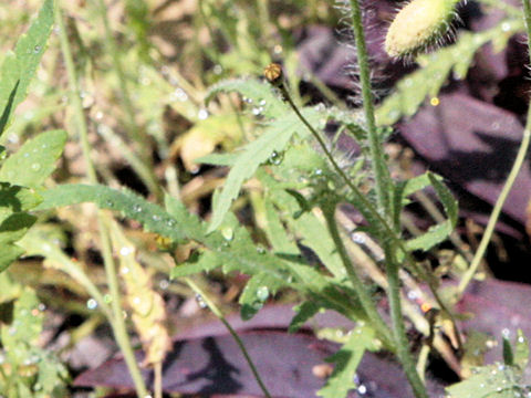 Papaver rhoeas