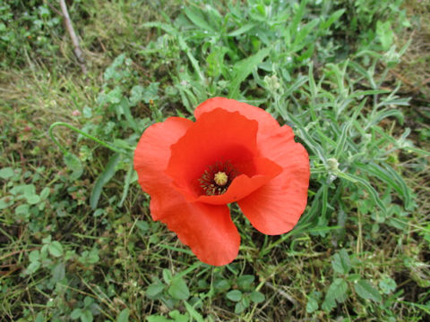 Papaver rhoeas