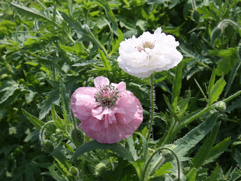 Papaver rhoeas cv. Angels Choir